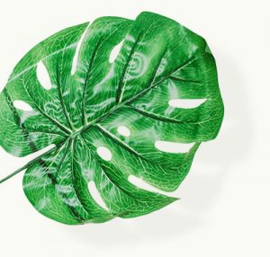 leaf plant bg 300x286.jpg